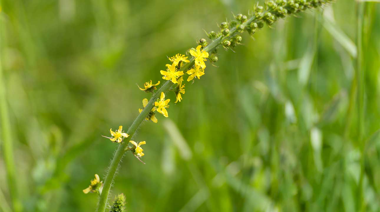 Aigremoine : L'herbe aux mille vertus pour le corps et l'esprit