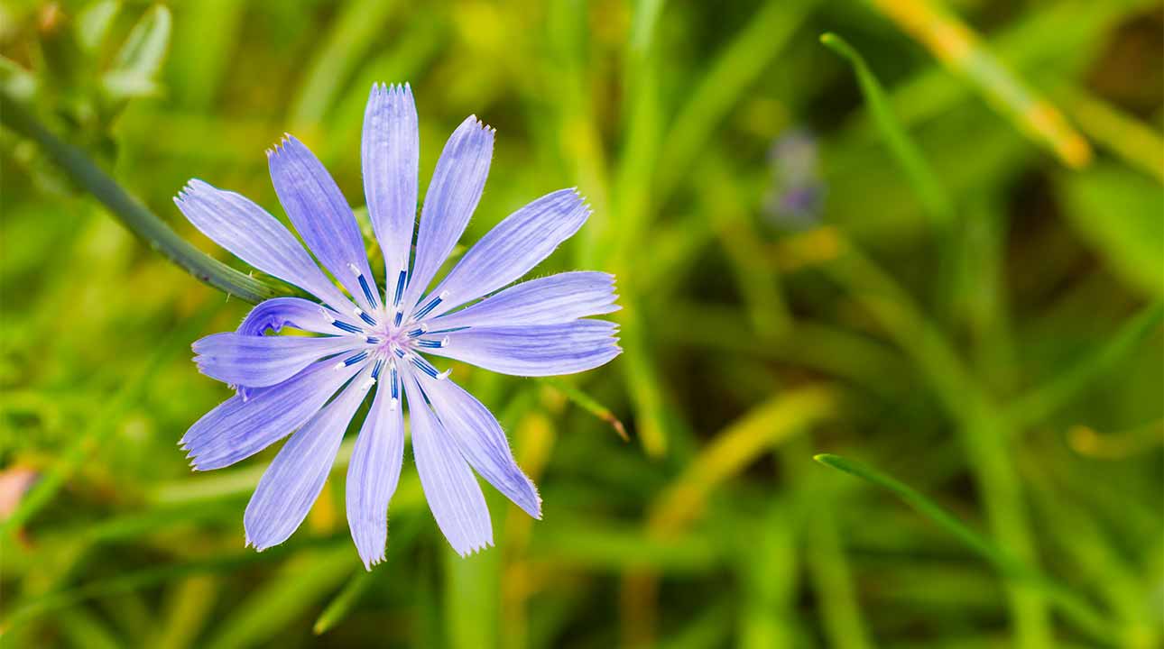 La Chicorée : Une Fleur de Bach pour l'Amour Inconditionnel