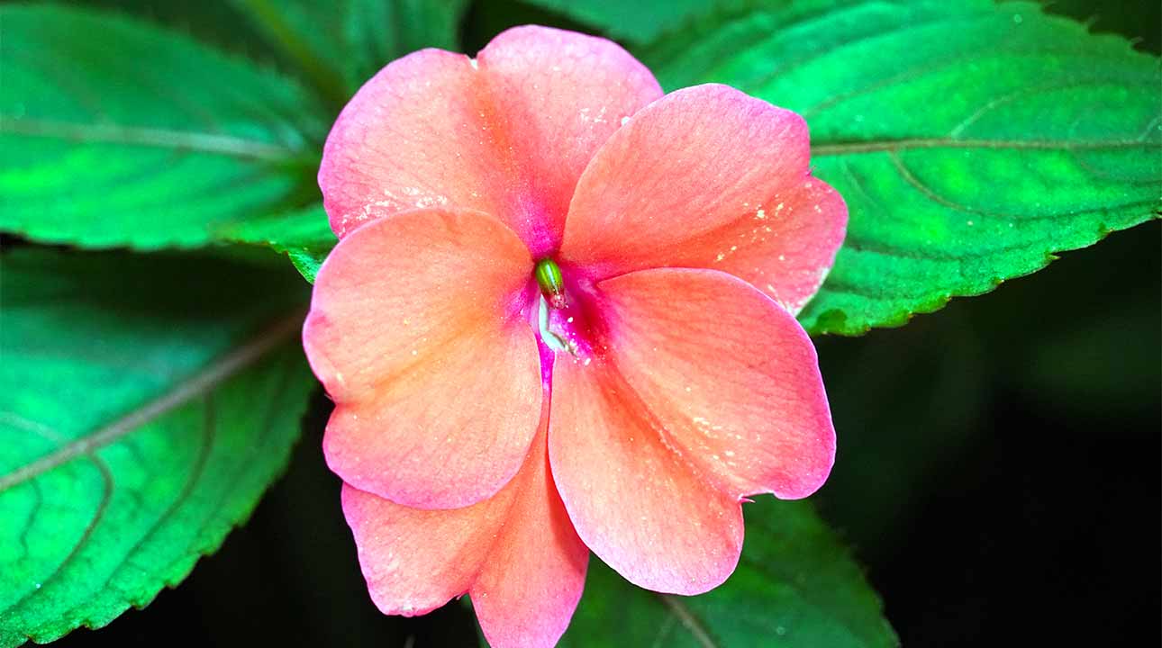 L'Impatiens : Une Fleur de Bach pour la Patience et la Tolérance