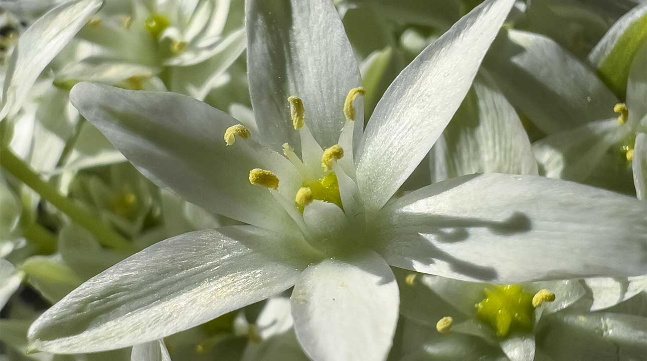 Ornithogale : L'étoile laiteuse aux secrets insoupçonnés