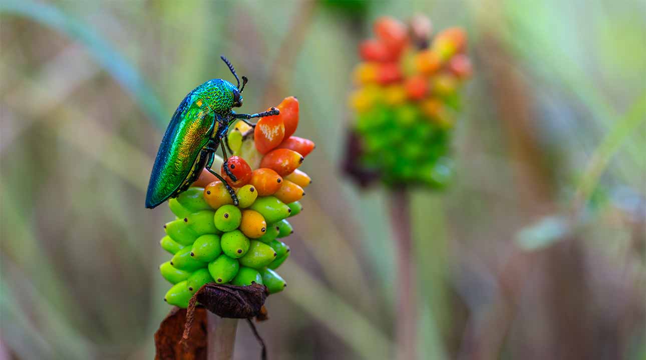 Les plantes phares de la phytothérapie pour maigrir