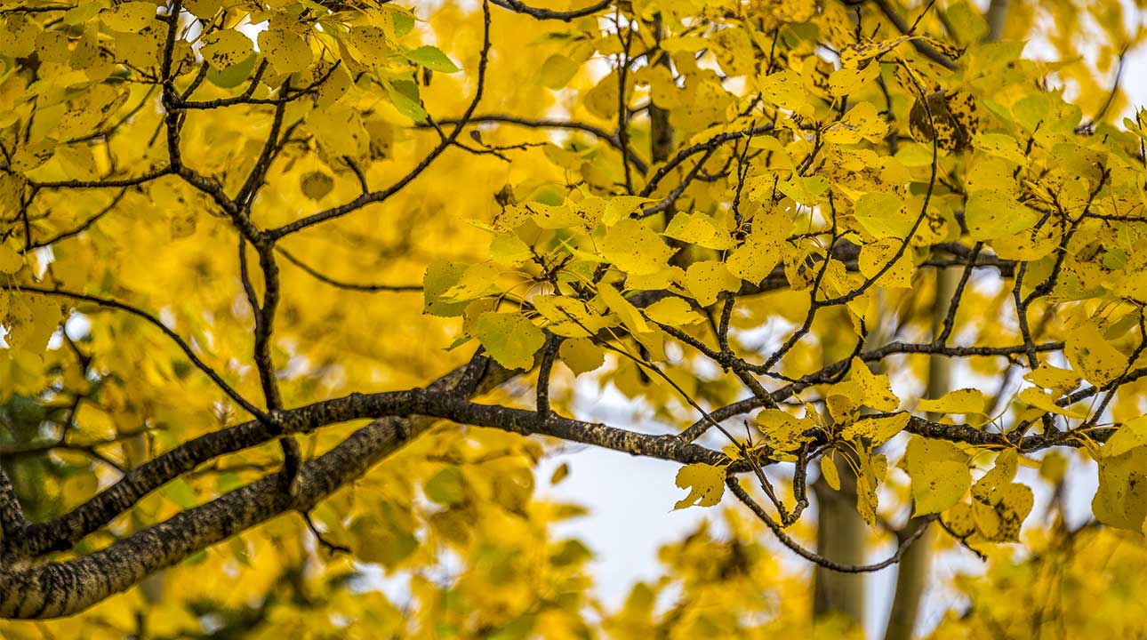 Tremble : L'arbre guérisseur aux mille secrets