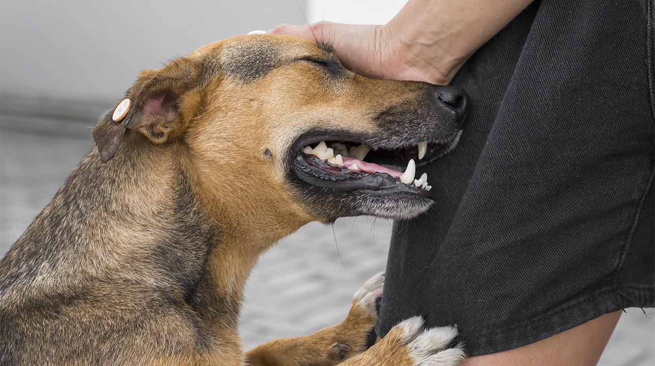 Chien Chat Vinaigre des 4 voleurs et ses 15 principes actifs sur la Santé